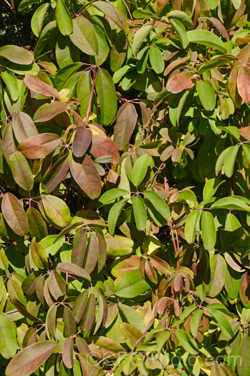 Chocolate. Vine (<i>Akebia quinata</i>) in autumn. This near-evergreen, spring-flowering climber is native to China and Japan. The larger female flowers, which are vanilla-scented, are followed by purplish fruits. akebia-2273htm'>Akebia. <a href='lardizabalaceae-plant-family-photoshtml'>Lardizabalaceae</a>.