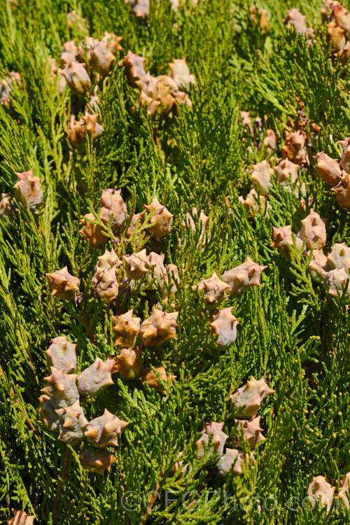 Oriental Arborvitae, Chinese Arborvitae or Oriental Thuja (<i>Platycladus orientalis [syn. Thuja orientalis]) with maturing cones. This evergreen conifer is native to northwestern China, and is now naturalised through large parts of temperate. East Asia. It grows 20-30m tall and while there is just one species in the genus it has produced many garden cultivars. platycladus-3223htm'>Platycladus. Order: Pinales, Family: Cupressaceae