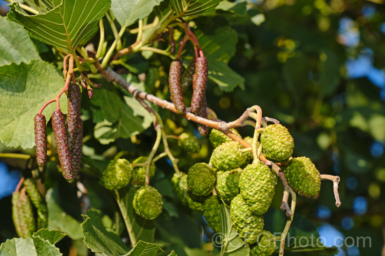 Common Alder (<i>Alnus glutinosa</i>) in autumn with male and female catkins. This very hardy, 20-30m tall, moisture-loving deciduous tree is native to Eurasia and North Africa. Its catkins develop in autumn and often open in winter in mild areas. alnus-2121htm'>Alnus. <a href='betulaceae-plant-family-photoshtml'>Betulaceae</a>.