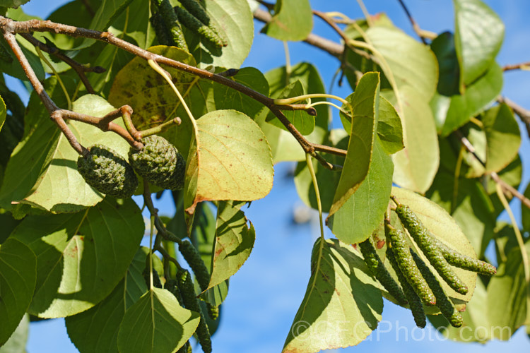 White Alder (<i>Alnus rhombifolia</i>) in autumn with male and female catkins. This 20m tall tree from western North America has an open, spreading crown. Deciduous in cold winters, it retains much of its foliage in mild areas and will flower in winter. alnus-2121htm'>Alnus. <a href='betulaceae-plant-family-photoshtml'>Betulaceae</a>.