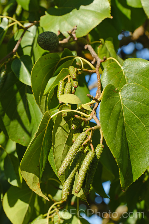 White Alder (<i>Alnus rhombifolia</i>) in autumn with male and female catkins. This 20m tall tree from western North America has an open, spreading crown. Deciduous in cold winters, it retains much of its foliage in mild areas and will flower in winter. alnus-2121htm'>Alnus. <a href='betulaceae-plant-family-photoshtml'>Betulaceae</a>.