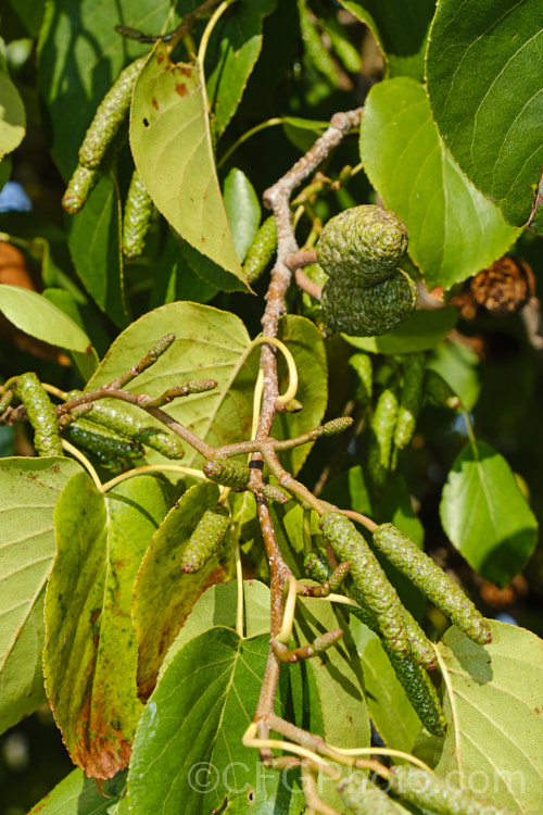 White Alder (<i>Alnus rhombifolia</i>) in autumn with male and female catkins. This 20m tall tree from western North America has an open, spreading crown. Deciduous in cold winters, it retains much of its foliage in mild areas and will flower in winter. alnus-2121htm'>Alnus. <a href='betulaceae-plant-family-photoshtml'>Betulaceae</a>.