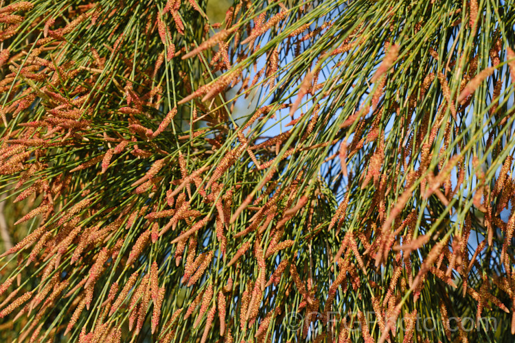 The freshly open male flowers of Black She-oak (<i>Allocasuarina littoralis [syn. Casuarina littoralis]), an evergreen, 8-15m tall tree native to eastern Australia, where it occurs mainly near the coast, extending from Cape. York in the far north all the way to Tasmania. The male flowers are reddish on opening and then turn a buff colour, and are borne in catkins that open from mid-autumn. The female flowerheads open a little later and are red. allocasuarina-2276htm'>Allocasuarina. <a href='casuarinaceae-plant-family-photoshtml'>Casuarinaceae</a>.