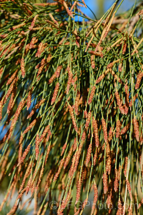 The freshly open male flowers of Black She-oak (<i>Allocasuarina littoralis [syn. Casuarina littoralis]), an evergreen, 8-15m tall tree native to eastern Australia, where it occurs mainly near the coast, extending from Cape. York in the far north all the way to Tasmania. The male flowers are reddish on opening and then turn a buff colour, and are borne in catkins that open from mid-autumn. The female flowerheads open a little later and are red. allocasuarina-2276htm'>Allocasuarina. <a href='casuarinaceae-plant-family-photoshtml'>Casuarinaceae</a>.