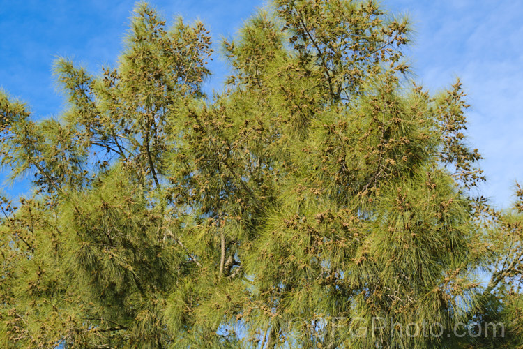 River She-oak or River Oak (<i>Casuarina cunninghamiana</i>) carrying an abundance of seed. This evergreen, 20-35m tall, evergreen tree is native to northern, eastern and southern Australia. Including. Tasmania, extending from the coast to around 150km inland. It is regarded as the tallest of the casuarinas. Note: this species remains in Casuarina and has not been transferred to Allocasuarina. casuarina-2774htm'>Casuarina. <a href='casuarinaceae-plant-family-photoshtml'>Casuarinaceae</a>.