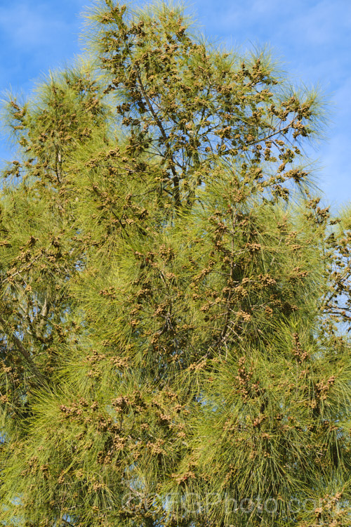 River She-oak or River Oak (<i>Casuarina cunninghamiana</i>) carrying an abundance of seed. This evergreen, 20-35m tall, evergreen tree is native to northern, eastern and southern Australia. Including. Tasmania, extending from the coast to around 150km inland. It is regarded as the tallest of the casuarinas. Note: this species remains in Casuarina and has not been transferred to Allocasuarina. casuarina-2774htm'>Casuarina. <a href='casuarinaceae-plant-family-photoshtml'>Casuarinaceae</a>.