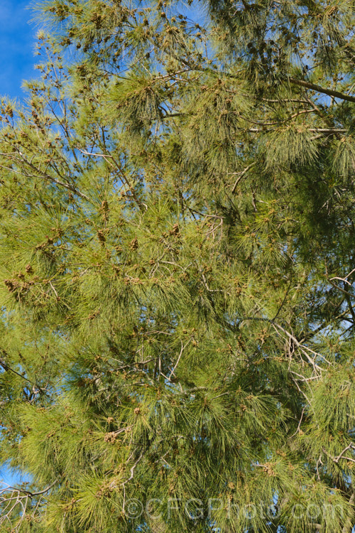 River She-oak or River Oak (<i>Casuarina cunninghamiana</i>) carrying an abundance of seed. This evergreen, 20-35m tall, evergreen tree is native to northern, eastern and southern Australia. Including. Tasmania, extending from the coast to around 150km inland. It is regarded as the tallest of the casuarinas. Note: this species remains in Casuarina and has not been transferred to Allocasuarina. casuarina-2774htm'>Casuarina. <a href='casuarinaceae-plant-family-photoshtml'>Casuarinaceae</a>.