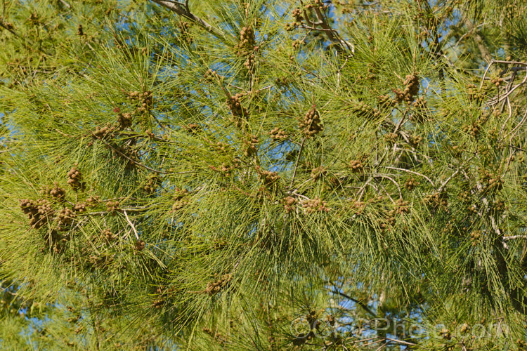 River She-oak or River Oak (<i>Casuarina cunninghamiana</i>) carrying an abundance of seed. This evergreen, 20-35m tall, evergreen tree is native to northern, eastern and southern Australia. Including. Tasmania, extending from the coast to around 150km inland. It is regarded as the tallest of the casuarinas. Note: this species remains in Casuarina and has not been transferred to Allocasuarina. casuarina-2774htm'>Casuarina. <a href='casuarinaceae-plant-family-photoshtml'>Casuarinaceae</a>.