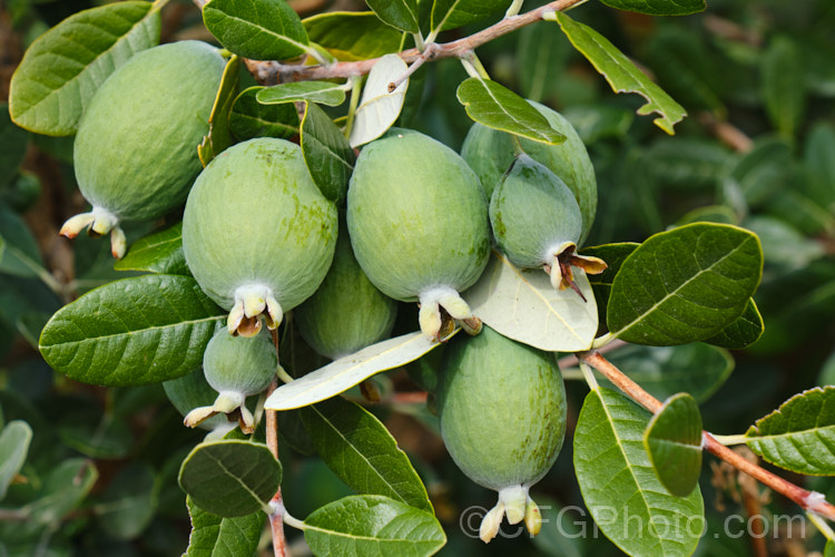 Feijoa or Pineapple Guava (<i>Acca sellowiana</i> [syn. <i>Feijoa sellowiana</i>]) with developing fruit. This evergreen shrub or small tree from southern Brazil and northern Argentina has showy flowers that open from early summer and a distinctively flavoured fruit that ripens from late autumn. This cultivar is 'Pounamu', which has quite globose fruit. Order: Myrtales, Family: Myrtaceae