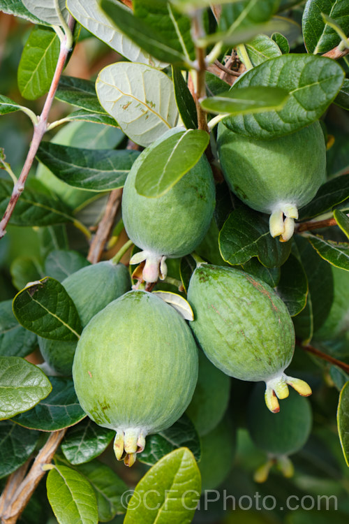 Feijoa or Pineapple Guava (<i>Acca sellowiana</i> [syn. <i>Feijoa sellowiana</i>]) with developing fruit. This evergreen shrub or small tree from southern Brazil and northern Argentina has showy flowers that open from early summer and a distinctively flavoured fruit that ripens from late autumn. This cultivar is 'Pounamu', which has quite globose fruit. Order: Myrtales, Family: Myrtaceae