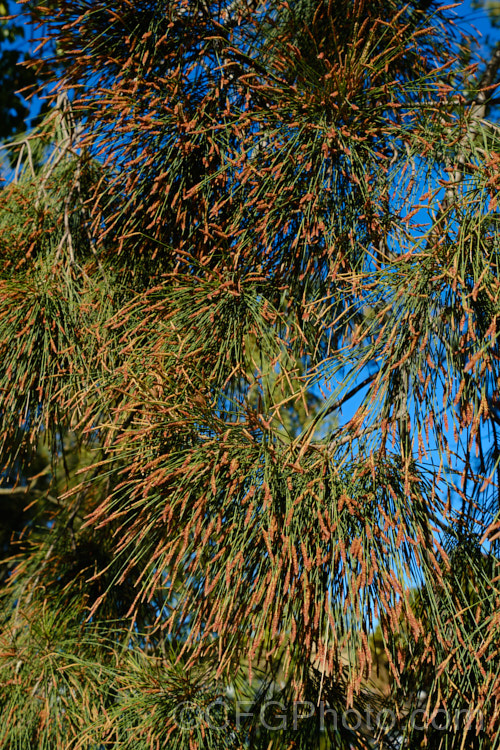 The freshly open male flowers of Black She-oak (<i>Allocasuarina littoralis [syn. Casuarina littoralis]), an evergreen, 8-15m tall tree native to eastern Australia, where it occurs mainly near the coast, extending from Cape. York in the far north all the way to Tasmania. The male flowers are reddish on opening and then turn a buff colour, and are borne in catkins that open from mid-autumn. The female flowerheads open a little later and are red. allocasuarina-2276htm'>Allocasuarina. <a href='casuarinaceae-plant-family-photoshtml'>Casuarinaceae</a>.