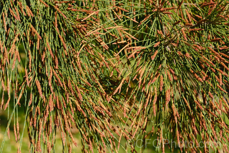 The freshly open male flowers of Black She-oak (<i>Allocasuarina littoralis [syn. Casuarina littoralis]), an evergreen, 8-15m tall tree native to eastern Australia, where it occurs mainly near the coast, extending from Cape. York in the far north all the way to Tasmania. The male flowers are reddish on opening and then turn a buff colour, and are borne in catkins that open from mid-autumn. The female flowerheads open a little later and are red. allocasuarina-2276htm'>Allocasuarina. <a href='casuarinaceae-plant-family-photoshtml'>Casuarinaceae</a>.