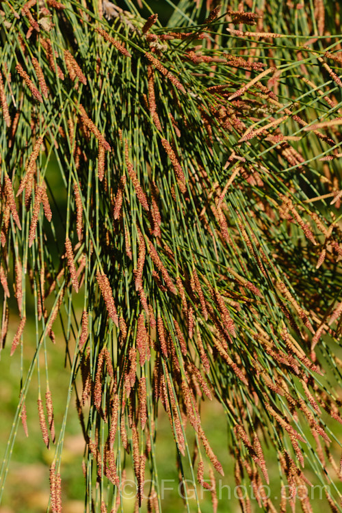 The freshly open male flowers of Black She-oak (<i>Allocasuarina littoralis [syn. Casuarina littoralis]), an evergreen, 8-15m tall tree native to eastern Australia, where it occurs mainly near the coast, extending from Cape. York in the far north all the way to Tasmania. The male flowers are reddish on opening and then turn a buff colour, and are borne in catkins that open from mid-autumn. The female flowerheads open a little later and are red. allocasuarina-2276htm'>Allocasuarina. <a href='casuarinaceae-plant-family-photoshtml'>Casuarinaceae</a>.