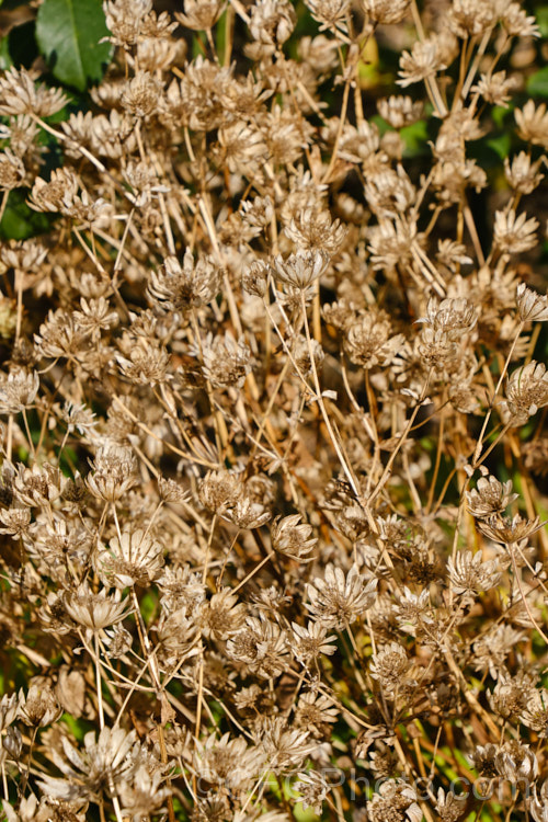 The dried flowerheads of Greater Masterwort (<i>Astrantia major</i>), a much-cultivated central and eastern European perennial the flower stems of which are up to 80cm tall. There are many garden forms. astrantia-2384htm'>Astrantia.