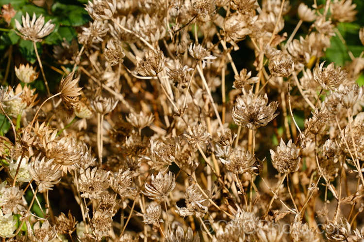 The dried flowerheads of Greater Masterwort (<i>Astrantia major</i>), a much-cultivated central and eastern European perennial the flower stems of which are up to 80cm tall. There are many garden forms. astrantia-2384htm'>Astrantia.