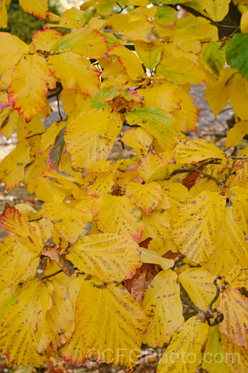 The autumn foliage of Persian. Ironwood or Irontree (<i>Parrotia persica</i>), a usually spreading 10m deciduous tree from northern Iran. In addition to being cultivated for this show of autumn colour, it has distinctive witch-hazel-like flowers that open before the leaves appear and bark that flakes to reveal bright colours below. parrotia-3204htm'>Parrotia. <a href='hamamelidaceae-plant-family-photoshtml'>Hamamelidaceae</a>.