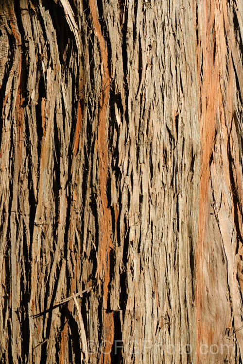 The bark of Totara (<i>Podocarpus totara</i>), a 30m tree native to New Zealand. The source of an extremely durable and beautifully marked resinous timber it is distinguished by its stout trunk and peeling bark. Order: Araucariales, Family: Podocarpaceae