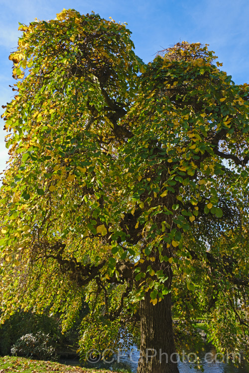 The Camperdown Elm (<i>Ulmus glabra 'Camperdownii') in autumn. A form of the Scotch Elm or Wych Elm, this distinctive cultivar develops into a wide-spreading, dome-shaped tree that forms an umbrella-like canopy. Order: Rosales, Family: Ulmaceae