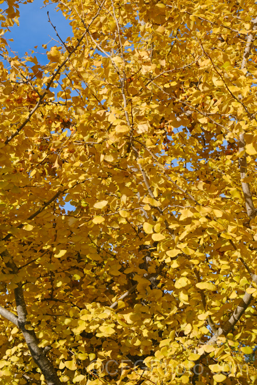 The autumn foliage of the Ginkgo or Maidenhair. Tree (<i>Ginkgo biloba</i>), an ancient Chinese deciduous tree with unusually shaped foliage that turns this bright yellow shade in autumn. This species is dioecious; male trees bearing pollen cones in spring and female trees producing in autumn the very smelly, round, yellow fruit that can be seen in this image. Ginkgoaceae