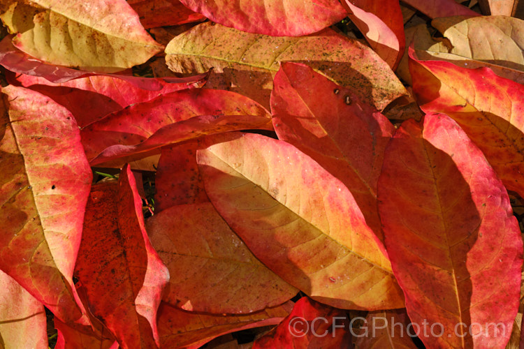 The fallen autumn leaves of the Sorrel tree, Sourwood or Titi (<i>Oxydendrum arboreum</i>), a deciduous shrub or small tree that can eventually reach 20m tall. Native to the eastern United States. oxydendrum-3196htm'>Oxydendrum. Order: Ericales, Family: Ericaceae