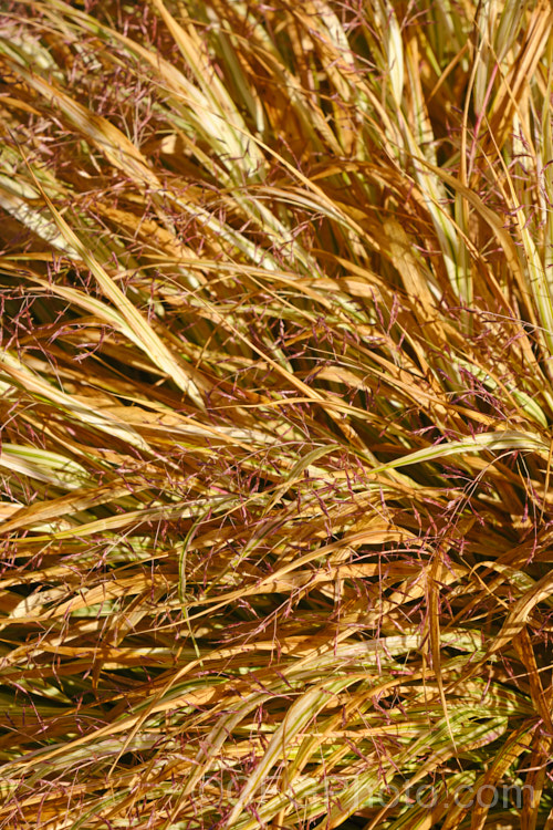 Hakonechloa macra 'Albostriata' (syn 'Albo. Striata') in autumn as the foliage is dying back and the seedheads are maturing. This cream and green-variegated cultivar of Japanese Forest. Grass is a sprawling, broad-leafed perennial grass from Japan. It grows to around 75 cm and is a good filler for partially shaded areas. hakonechloa-3610htm'>Hakonechloa. .