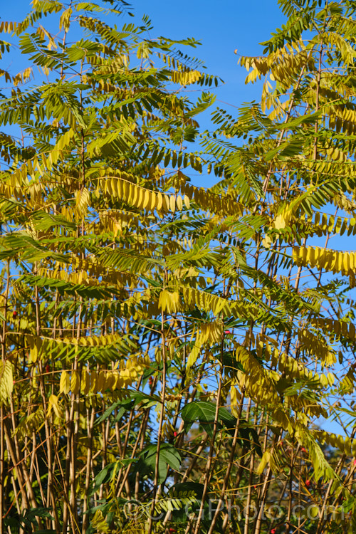 The autumn foliage of False Indigo or Bastard Indigo (<i>Amorpha fruticosa</i>), a summer-flowering North American deciduous shrub to 4m tall Its narrow, deep purple flower spikes are very distinctive. Order: Fabales, Family: Fabaceae