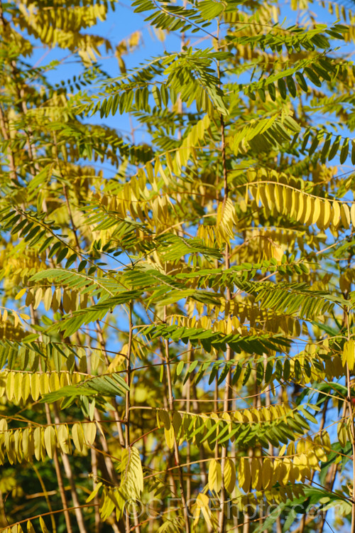 The autumn foliage of False Indigo or Bastard Indigo (<i>Amorpha fruticosa</i>), a summer-flowering North American deciduous shrub to 4m tall Its narrow, deep purple flower spikes are very distinctive. Order: Fabales, Family: Fabaceae