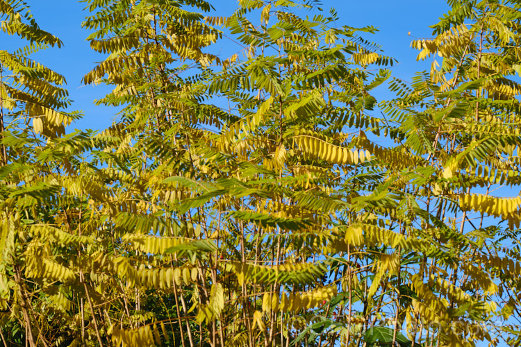 The autumn foliage of False Indigo or Bastard Indigo (<i>Amorpha fruticosa</i>), a summer-flowering North American deciduous shrub to 4m tall Its narrow, deep purple flower spikes are very distinctive. Order: Fabales, Family: Fabaceae