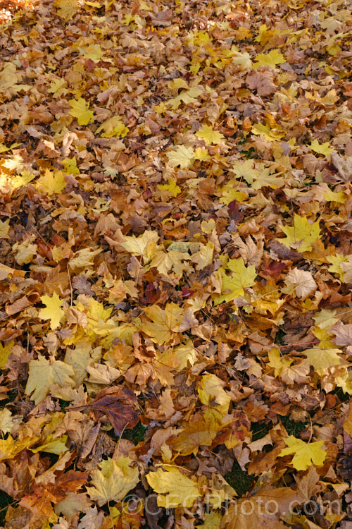 Fallen autumn leaves of <i>Acer platanoides</i> 'Drummondii', a German cultivar raised in 1910. It is 10-12m tall with very clear creamy white margins to its light yellow-green leaves. Order: Sapindales, Family: Sapindaceae