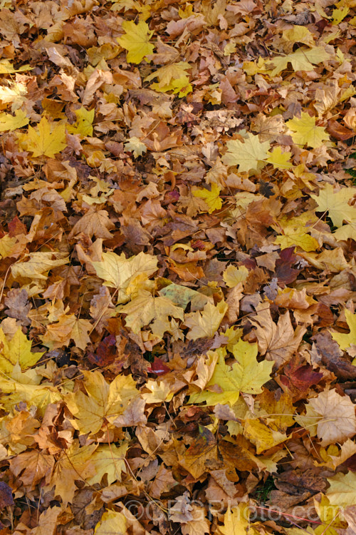 Fallen autumn leaves of <i>Acer platanoides</i> 'Drummondii', a German cultivar raised in 1910. It is 10-12m tall with very clear creamy white margins to its light yellow-green leaves. Order: Sapindales, Family: Sapindaceae