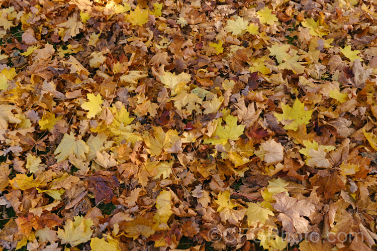 Fallen autumn leaves of <i>Acer platanoides</i> 'Drummondii', a German cultivar raised in 1910. It is 10-12m tall with very clear creamy white margins to its light yellow-green leaves. Order: Sapindales, Family: Sapindaceae