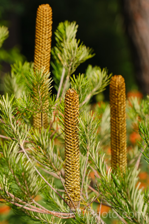 Developing flower spikes of Banksia 'Lemon Delicious' (<i>Banksia spinulosa x Banksia 'Giant Candles'), an evergreen shrub, up to 3m high and wide, that produces is long, lemon yellow to golden-yellow flowerheads from late autumn to early summer. Order: Proteales, Family: Proteaceae