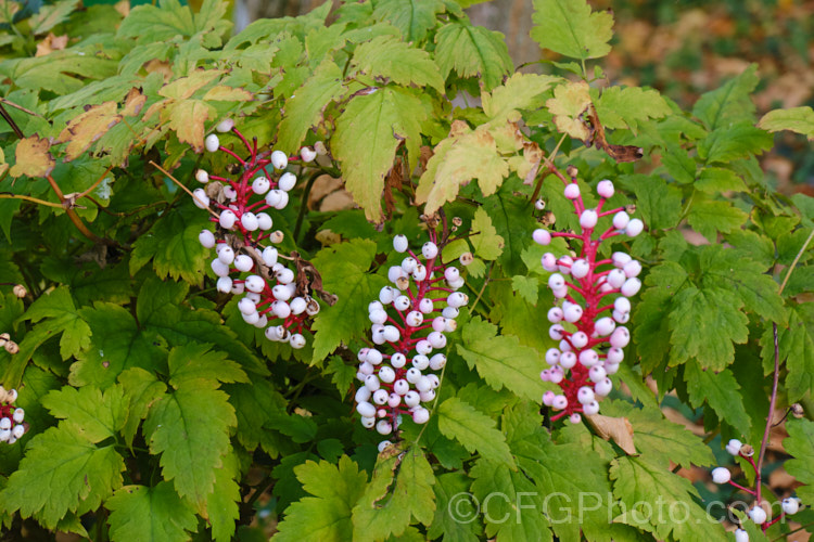 White Baneberry, White Cohosh or White Doll's Eyes (<i>Actaea pachypoda</i> [syn. <i>Actaea alba</i>]), a summer-flowering perennial native to eastern and midwestern North America. It has spikes of white flowers but is cultivated for its distinctive red-stemmed white berries. It grows to around 50cm high x 90cm wide. Order: Ranunculales, Family: Ranunculaceae