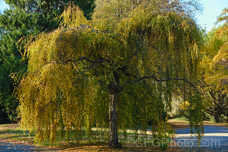 Young's Weeping Birch (<i>Betula pendula 'Youngii') in autumn. This is a compact, strongly weeping cultivar of the Silver Birch (<i>Betula pendula</i>), an extremely hardy Eurasian tree widely cultivated for its silver-grey bark 'Youngii' has a dome-shaped habit with branches weeping to the ground. betula-2077htm'>Betula. <a href='betulaceae-plant-family-photoshtml'>Betulaceae</a>.