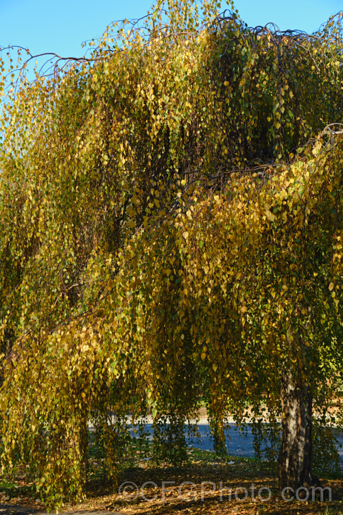 Young's Weeping Birch (<i>Betula pendula 'Youngii') in autumn. This is a compact, strongly weeping cultivar of the Silver Birch (<i>Betula pendula</i>), an extremely hardy Eurasian tree widely cultivated for its silver-grey bark 'Youngii' has a dome-shaped habit with branches weeping to the ground. betula-2077htm'>Betula. <a href='betulaceae-plant-family-photoshtml'>Betulaceae</a>.