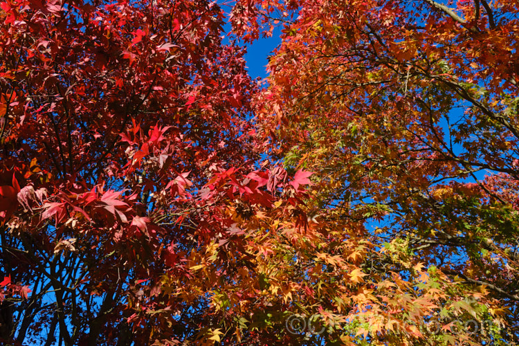 The vividly coloured autumn foliage of Japanese Maple (<i>Acer palmatum</i>), a widely cultivated 8m tall deciduous tree from Japan and Korea. There are many cultivated forms. Order: Sapindales, Family: Sapindaceae