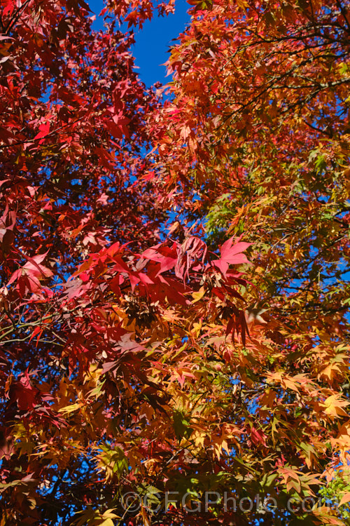 The vividly coloured autumn foliage of Japanese Maple (<i>Acer palmatum</i>), a widely cultivated 8m tall deciduous tree from Japan and Korea. There are many cultivated forms. Order: Sapindales, Family: Sapindaceae