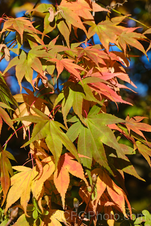 The vividly coloured autumn foliage of Japanese Maple (<i>Acer palmatum</i>), a widely cultivated 8m tall deciduous tree from Japan and Korea. There are many cultivated forms. Order: Sapindales, Family: Sapindaceae