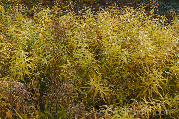 Eastern Bluestar (<i>Amsonia tabernaemontana</i>) in autumn as the foliage dies back. This pale blue-flowered, 1m tall, multi-stemmed, clump-forming perennial is native to the southeastern United States. It flowers from late spring. Order: Gentianales, Family: Apocynaceae