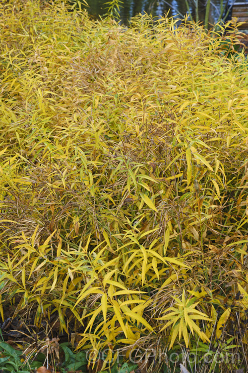 Eastern Bluestar (<i>Amsonia tabernaemontana</i>) in autumn as the foliage dies back. This pale blue-flowered, 1m tall, multi-stemmed, clump-forming perennial is native to the southeastern United States. It flowers from late spring. Order: Gentianales, Family: Apocynaceae