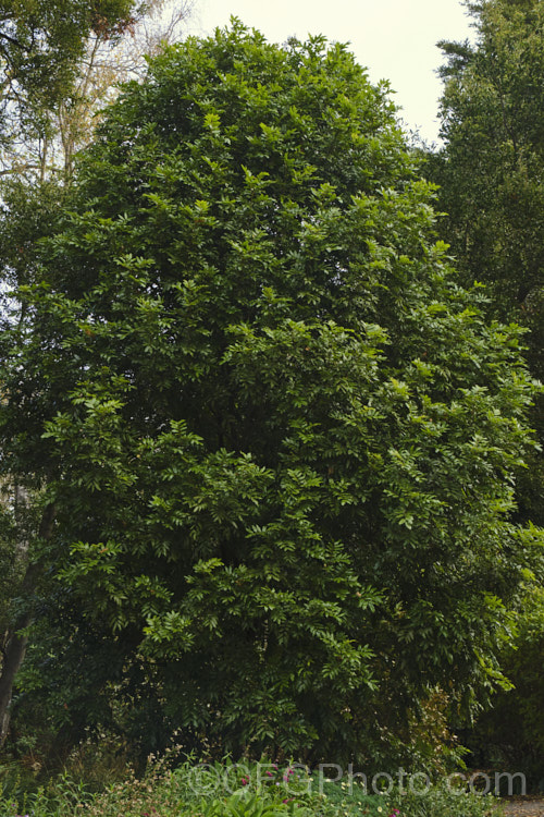 Titoki or New Zealand Oak (<i>Alectryon excelsus</i>), an evergreen tree up to 9m tall found in New Zealand from North Cape in the north to Banks. Peninsula and Westport in the south. It sprays of small red flowers are not conspicuous but are followed by rusty brown capsule that open when ripe to reveal a jet-black seed on a bright red aril. alectryon-2250htm'>Alectryon. <a href='sapindaceae-plant-family-photoshtml'>Sapindaceae</a>.