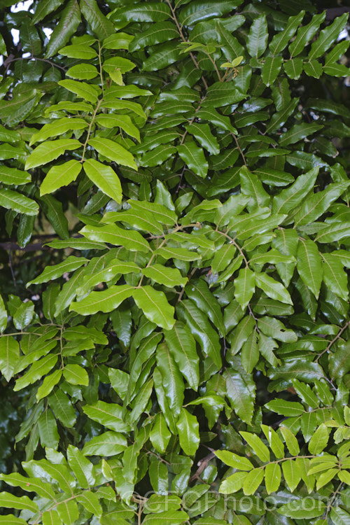 Titoki or New Zealand Oak (<i>Alectryon excelsus</i>), an evergreen tree up to 9m tall found in New Zealand from North Cape in the north to Banks. Peninsula and Westport in the south. It sprays of small red flowers are not conspicuous but are followed by rusty brown capsule that open when ripe to reveal a jet-black seed on a bright red aril. alectryon-2250htm'>Alectryon. <a href='sapindaceae-plant-family-photoshtml'>Sapindaceae</a>.