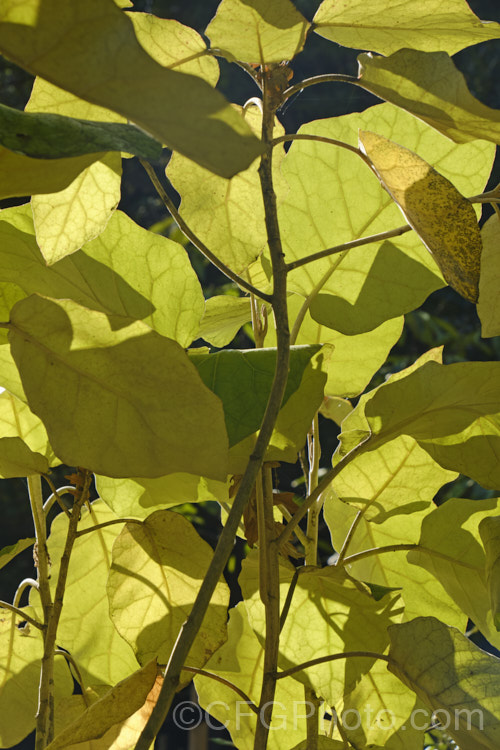 Backlit foliage of Rangiora (<i>Brachyglottis repanda</i>), a large-leaved, 25-6m tall, spring-flowering, evergreen shrub or small tree native to New Zealand. The tiny, cream, daisy-like flowers are massed in panicles and open from mid-spring. brachyglottis-2162htm'>Brachyglottis.