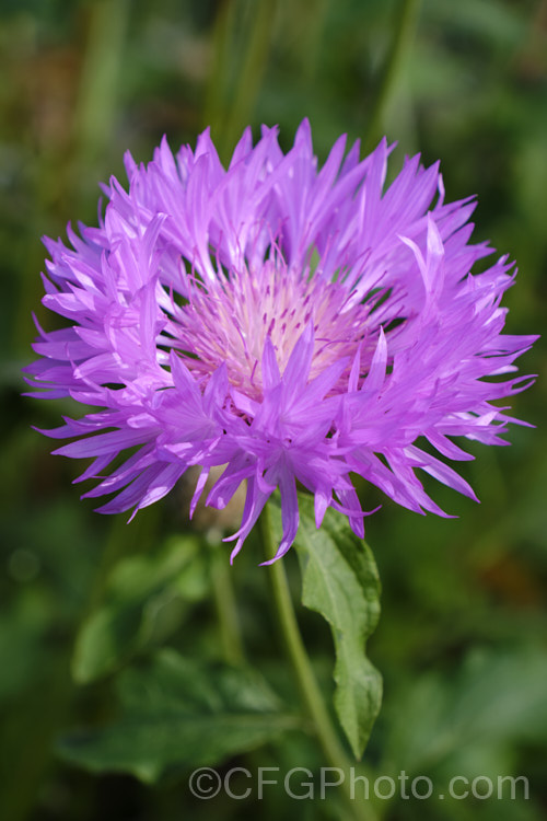 Centaurea hypoleuca 'John Coutts', a cultivar of a spreading, downy-leaved, late spring- to summer-flowering perennial native to western Asia. The flower stems are up to 50cm tall. Order: Asterales, Family: Asteraceae