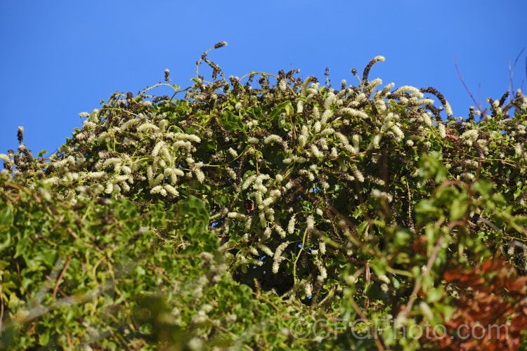 Madeira Vine or Mignonette. Vine (<i>Anredera cordifolia</i>), an evergreen vine that develops from rhizomes. It also produces small tubers on the stems, and flowers from summer to late autumn. Despite the common name, it is not a native of Madeira, but from eastern South America, where it occurs from central Argentina to Venezuela. anredera-3673htm'>Anredera. <a href='basellaceae-plant-family-photoshtml'>Basellaceae</a>.