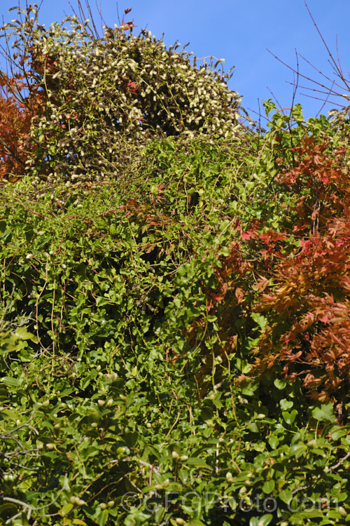 Madeira Vine or Mignonette. Vine (<i>Anredera cordifolia</i>), an evergreen vine that develops from rhizomes. It also produces small tubers on the stems, and flowers from summer to late autumn. Despite the common name, it is not a native of Madeira, but from eastern South America, where it occurs from central Argentina to Venezuela. anredera-3673htm'>Anredera. <a href='basellaceae-plant-family-photoshtml'>Basellaceae</a>.