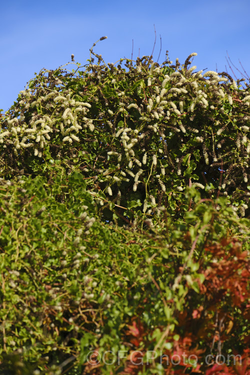 Madeira Vine or Mignonette. Vine (<i>Anredera cordifolia</i>), an evergreen vine that develops from rhizomes. It also produces small tubers on the stems, and flowers from summer to late autumn. Despite the common name, it is not a native of Madeira, but from eastern South America, where it occurs from central Argentina to Venezuela. anredera-3673htm'>Anredera. <a href='basellaceae-plant-family-photoshtml'>Basellaceae</a>.