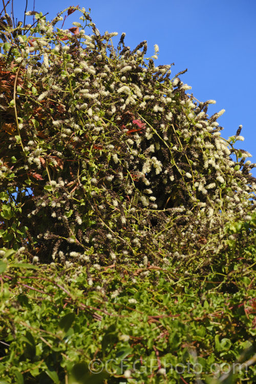 Madeira Vine or Mignonette. Vine (<i>Anredera cordifolia</i>), an evergreen vine that develops from rhizomes. It also produces small tubers on the stems, and flowers from summer to late autumn. Despite the common name, it is not a native of Madeira, but from eastern South America, where it occurs from central Argentina to Venezuela. anredera-3673htm'>Anredera. <a href='basellaceae-plant-family-photoshtml'>Basellaceae</a>.