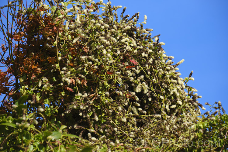 Madeira Vine or Mignonette. Vine (<i>Anredera cordifolia</i>), an evergreen vine that develops from rhizomes. It also produces small tubers on the stems, and flowers from summer to late autumn. Despite the common name, it is not a native of Madeira, but from eastern South America, where it occurs from central Argentina to Venezuela. anredera-3673htm'>Anredera. <a href='basellaceae-plant-family-photoshtml'>Basellaceae</a>.