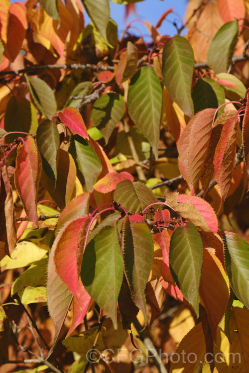 The autumn foliage of Prunus 'Accolade' (<i>Prunus sargentii x Prunus subhirtella</i>) a semi-double flowered, flat-topped deciduous flowering cherry tree occasionally with a slightly weeping growth habit. Order: Rosales, Family: Rosaceae